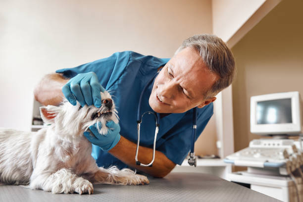 Best Weekend Emergency Dentist in Long Lake, MN